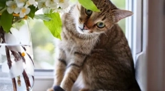 10 Lucruri care nu pot fi făcute în casa în care trăiește pisica